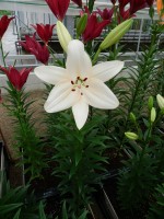 [5104 Pedara VH No01.JPG]